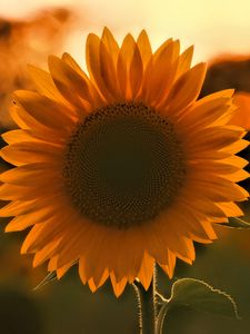 Preview wallpaper sunflower, flower, sunset