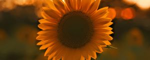 Preview wallpaper sunflower, flower, sunset