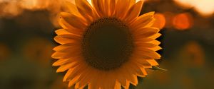 Preview wallpaper sunflower, flower, sunset