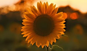 Preview wallpaper sunflower, flower, sunset