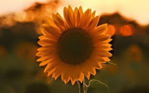 Preview wallpaper sunflower, flower, sunset