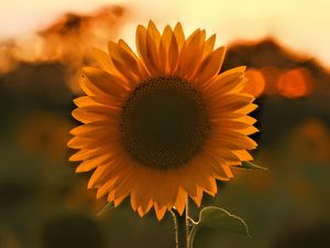 Preview wallpaper sunflower, flower, sunset