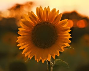 Preview wallpaper sunflower, flower, sunset