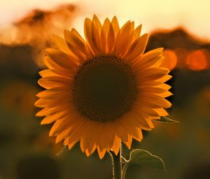 Preview wallpaper sunflower, flower, sunset