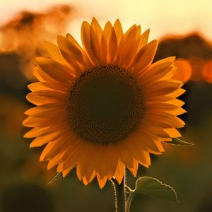 Preview wallpaper sunflower, flower, sunset