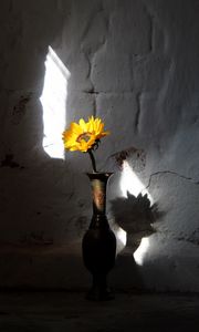 Preview wallpaper sunflower, flower, vase, rays, wall