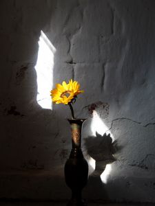 Preview wallpaper sunflower, flower, vase, rays, wall