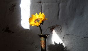 Preview wallpaper sunflower, flower, vase, rays, wall