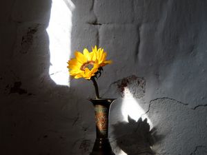 Preview wallpaper sunflower, flower, vase, rays, wall