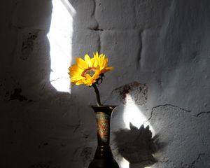 Preview wallpaper sunflower, flower, vase, rays, wall