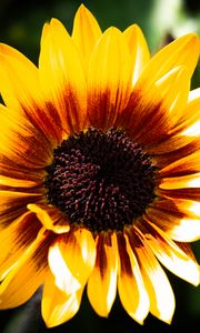 Preview wallpaper sunflower, flower, yellow, bright, macro