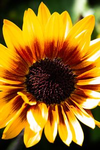 Preview wallpaper sunflower, flower, yellow, bright, macro
