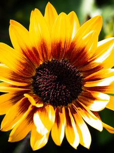 Preview wallpaper sunflower, flower, yellow, bright, macro