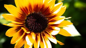 Preview wallpaper sunflower, flower, yellow, bright, macro