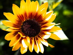 Preview wallpaper sunflower, flower, yellow, bright, macro