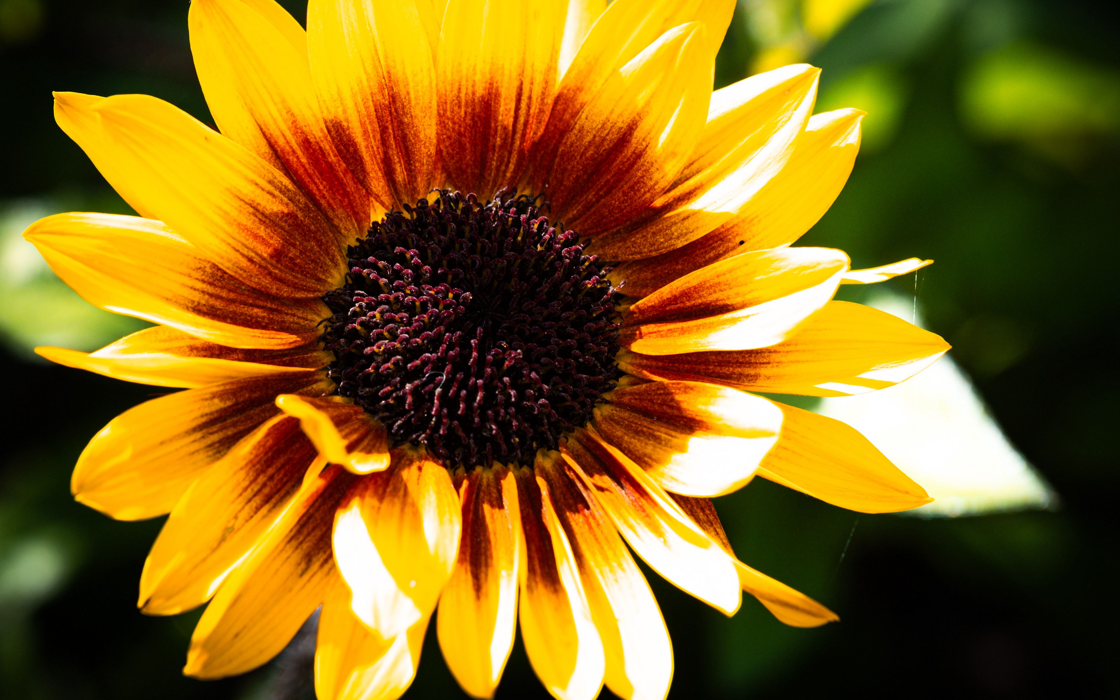 Download Wallpaper 3840x2400 Sunflower Flower Yellow Bright Macro