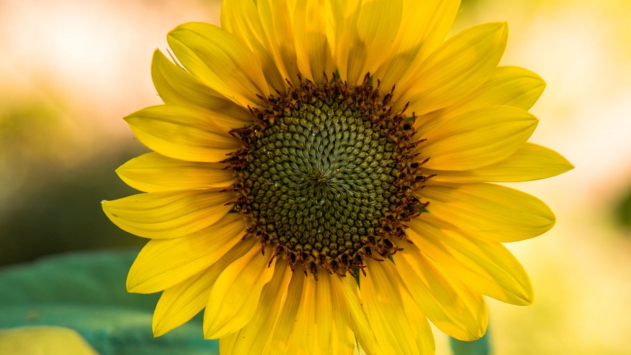 Wallpaper sunflower, flower, yellow, blur