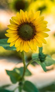 Preview wallpaper sunflower, flower, yellow, blur