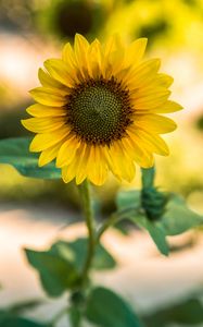 Preview wallpaper sunflower, flower, yellow, blur