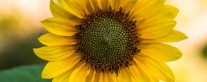 Preview wallpaper sunflower, flower, yellow, blur