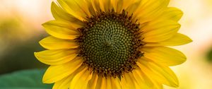 Preview wallpaper sunflower, flower, yellow, blur