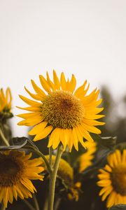 Preview wallpaper sunflower, flower, yellow, bloom, plant