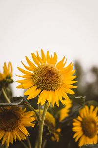 Preview wallpaper sunflower, flower, yellow, bloom, plant