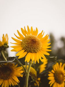 Preview wallpaper sunflower, flower, yellow, bloom, plant