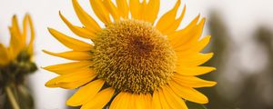 Preview wallpaper sunflower, flower, yellow, bloom, plant