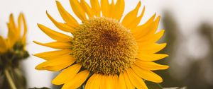 Preview wallpaper sunflower, flower, yellow, bloom, plant