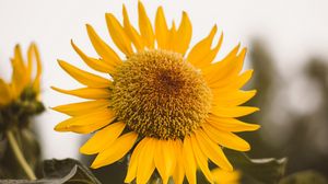 Preview wallpaper sunflower, flower, yellow, bloom, plant