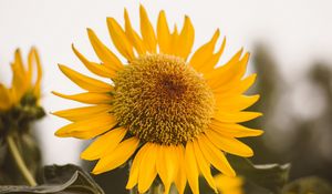 Preview wallpaper sunflower, flower, yellow, bloom, plant