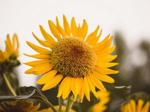 Preview wallpaper sunflower, flower, yellow, bloom, plant