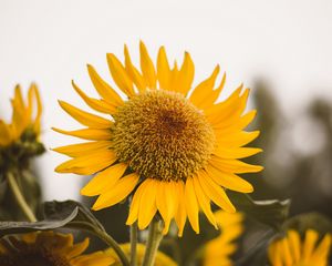 Preview wallpaper sunflower, flower, yellow, bloom, plant