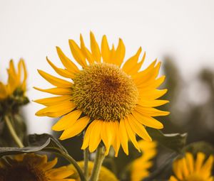 Preview wallpaper sunflower, flower, yellow, bloom, plant