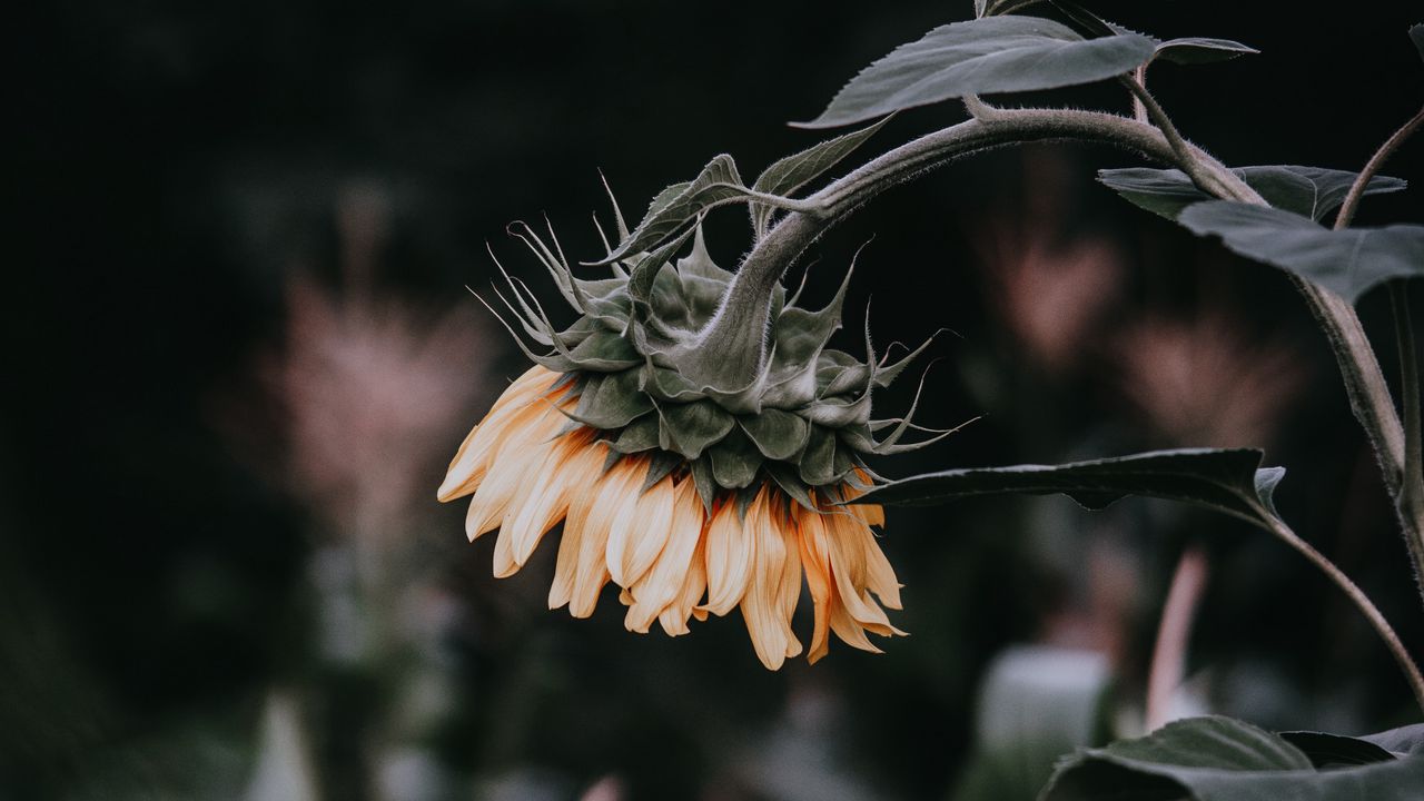 Wallpaper sunflower, flower, yellow, plant, bloom