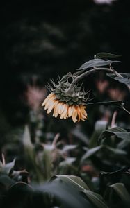 Preview wallpaper sunflower, flower, yellow, plant, bloom