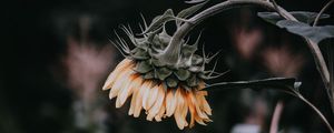 Preview wallpaper sunflower, flower, yellow, plant, bloom