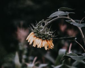 Preview wallpaper sunflower, flower, yellow, plant, bloom