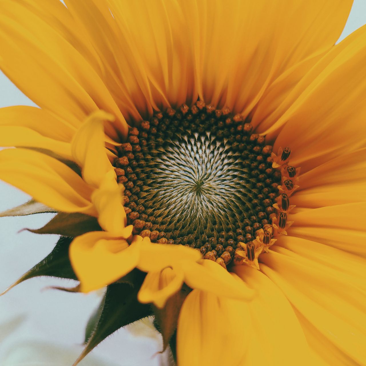 1280x1280 Wallpaper sunflower, flower, yellow, close-up, bloom