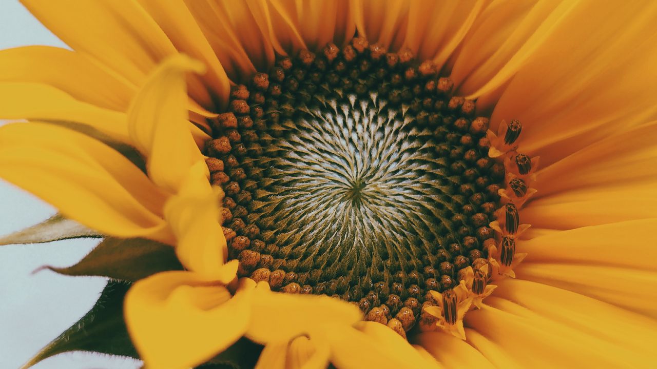 Wallpaper sunflower, flower, yellow, close-up, bloom