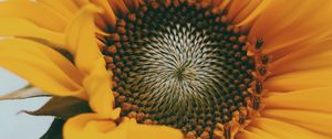 Preview wallpaper sunflower, flower, yellow, close-up, bloom