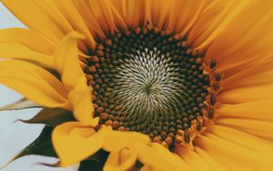 Preview wallpaper sunflower, flower, yellow, close-up, bloom