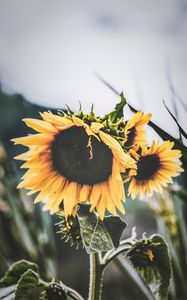 Preview wallpaper sunflower, flower, yellow, petals