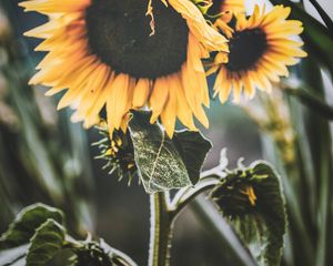 Preview wallpaper sunflower, flower, yellow, petals