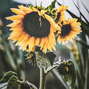 Preview wallpaper sunflower, flower, yellow, petals