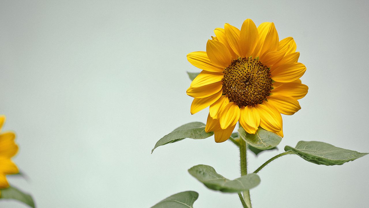 Wallpaper sunflower, flower, yellow, plant