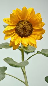 Preview wallpaper sunflower, flower, yellow, plant
