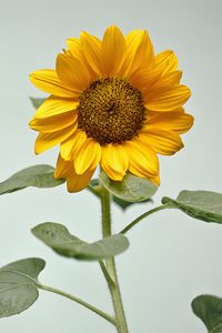 Preview wallpaper sunflower, flower, yellow, plant