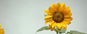 Preview wallpaper sunflower, flower, yellow, plant